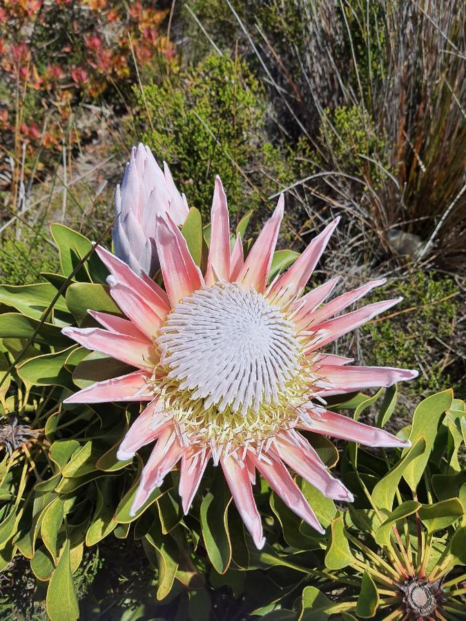 Brandys Beach House Bettys Bay Bagian luar foto