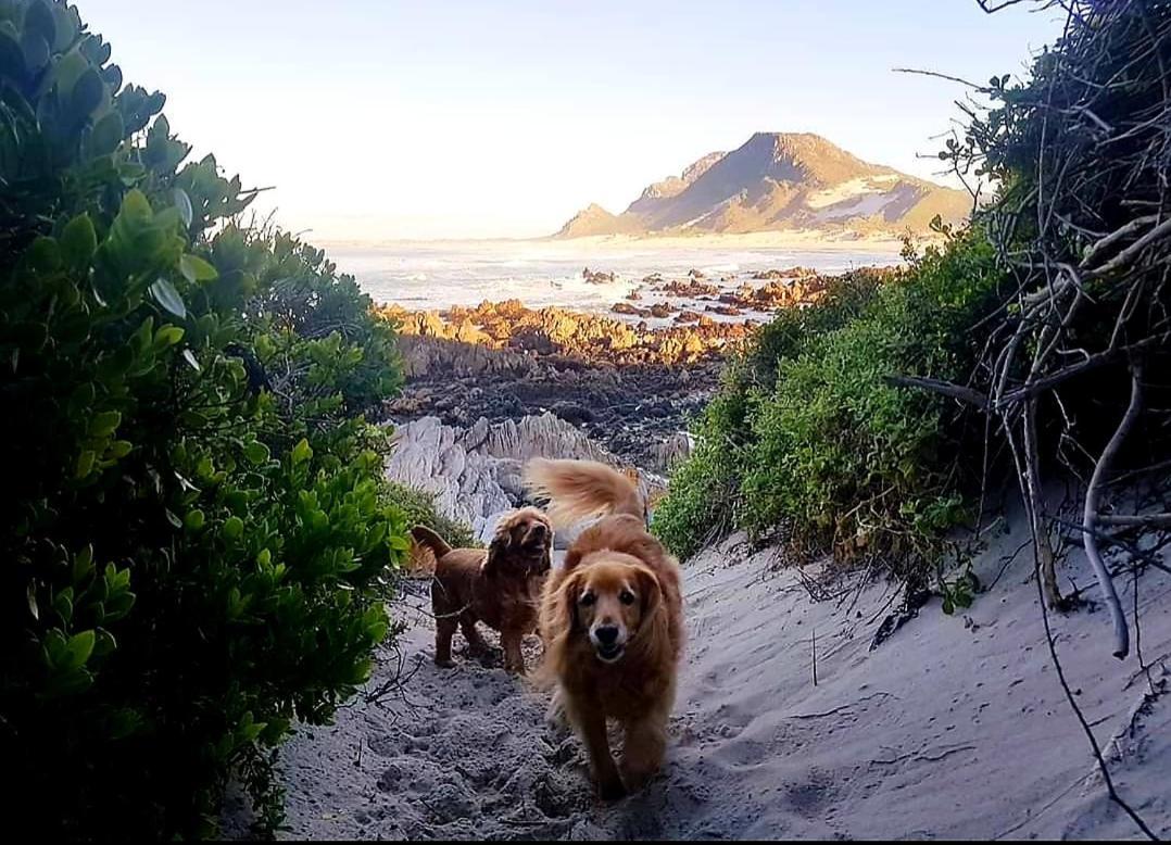 Brandys Beach House Bettys Bay Bagian luar foto