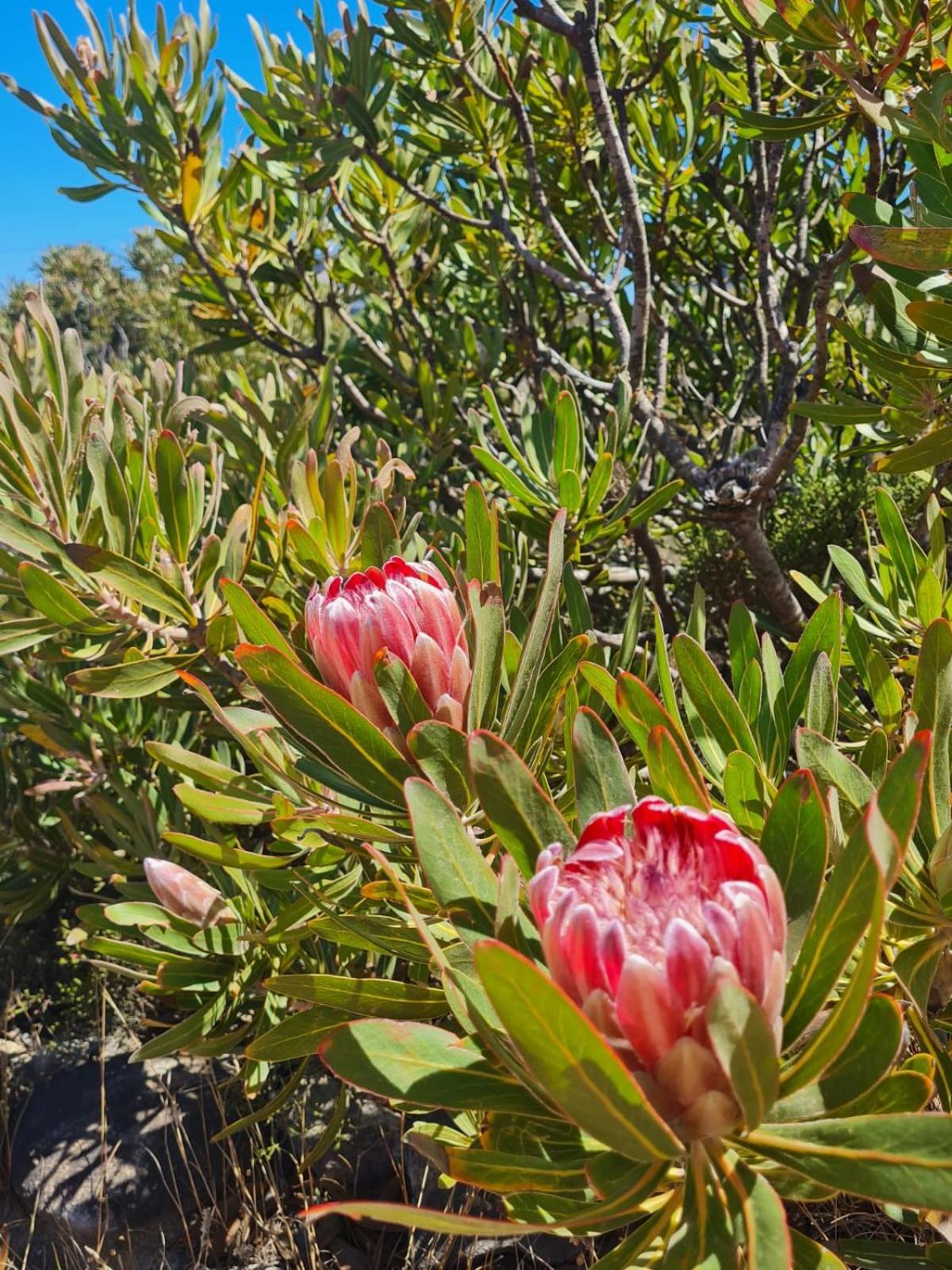 Brandys Beach House Bettys Bay Bagian luar foto